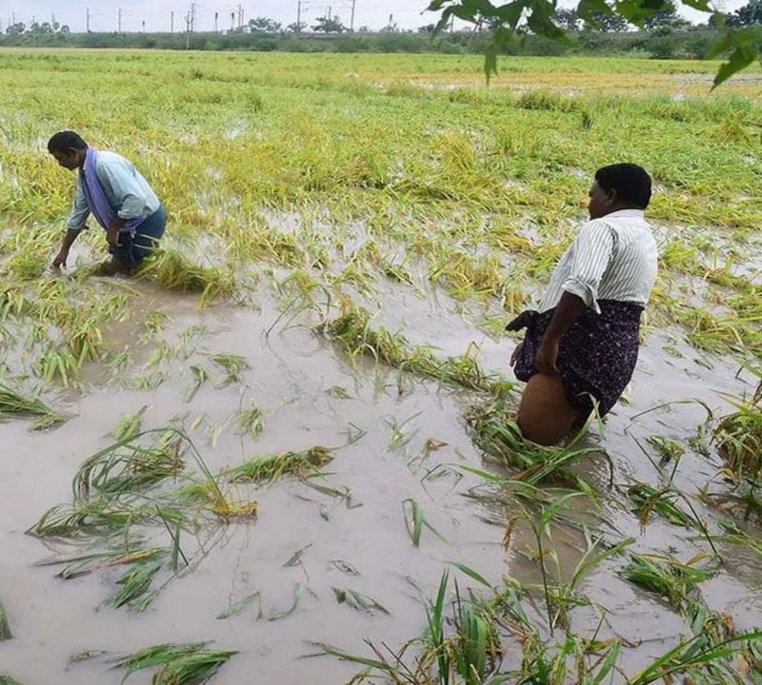 ఏపీలో 5.64లక్షల ఎకరాల్లో పంట నష్టం